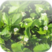 The Folk-lore of Plants